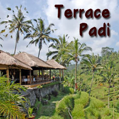 Terrace Padi